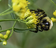 Bees